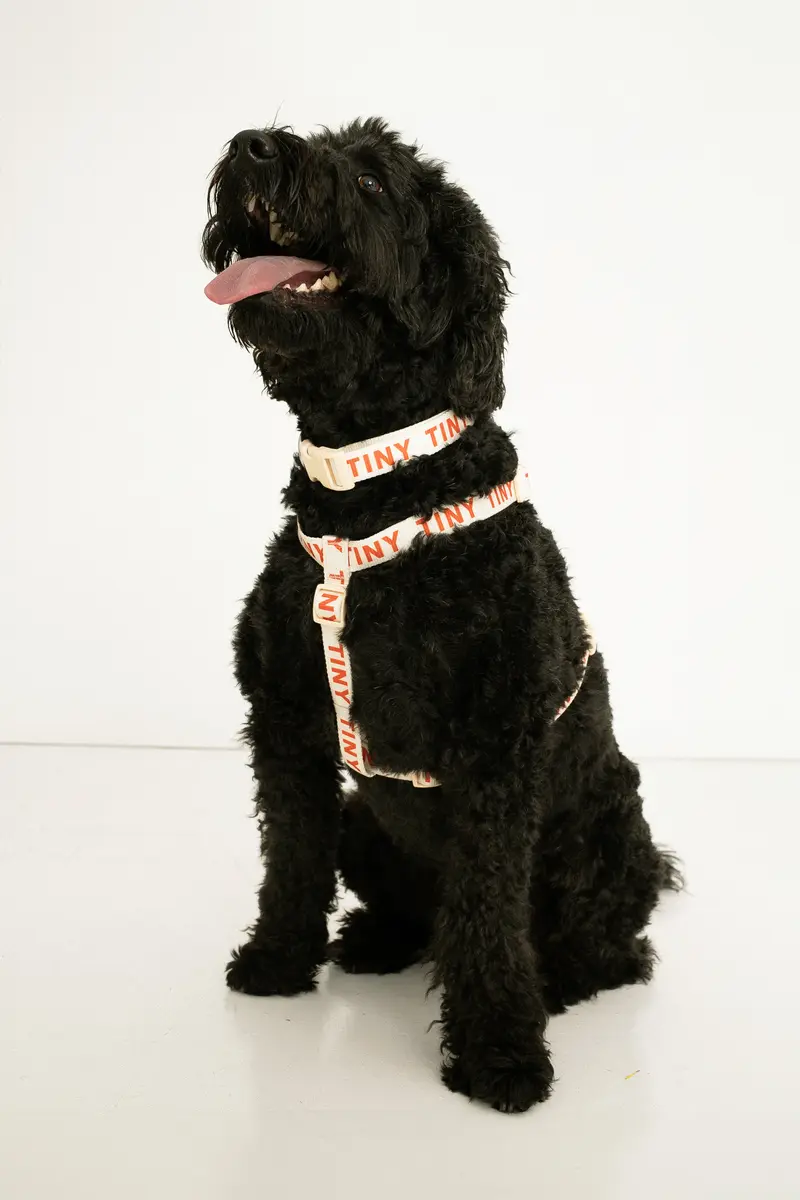 TINY HARNESS